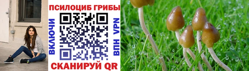 продажа наркотиков  Сясьстрой  Псилоцибиновые грибы мицелий 